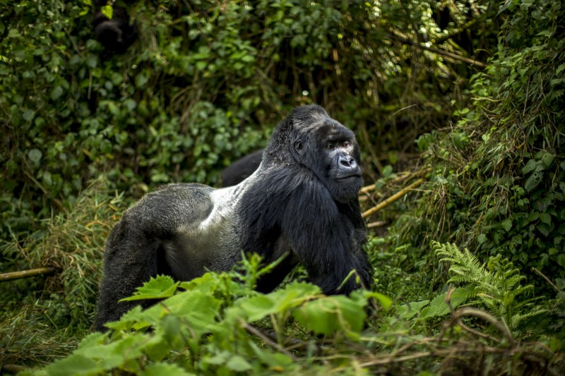 5 Days Rwanda Luxury Double Gorilla trekking safari