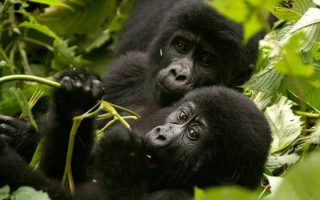 5 Days Visit Rwanda Gorillas & Wildlife Safari