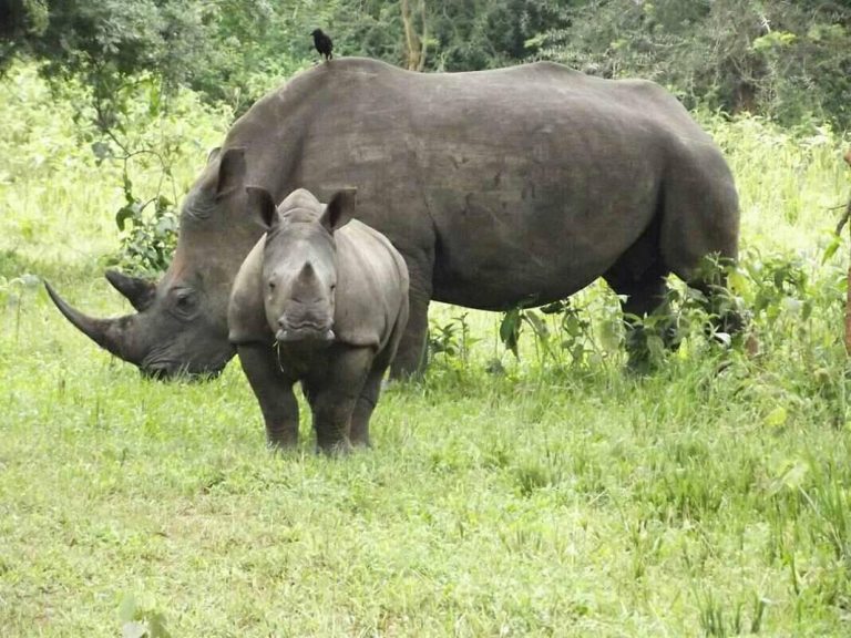 Best Wildlife Encounters in Uganda