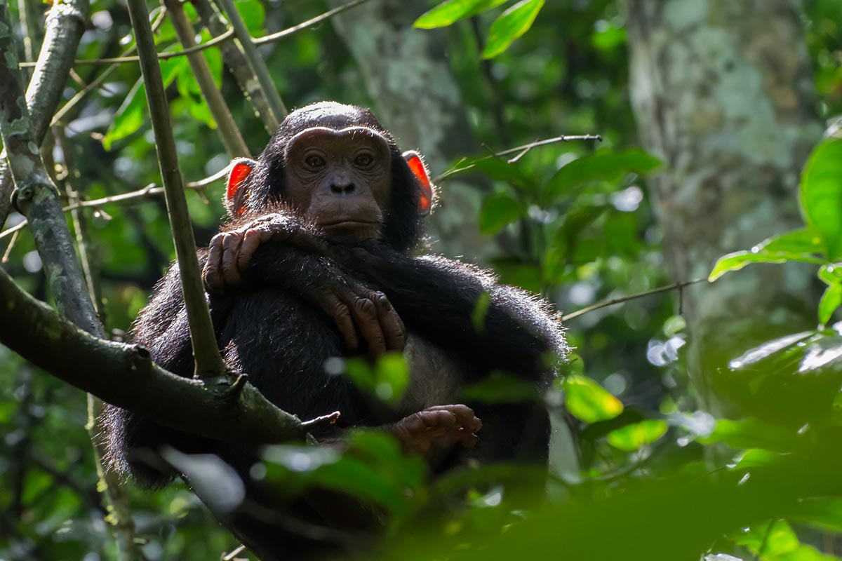 10 Days Uganda Primates & Wildlife Safari