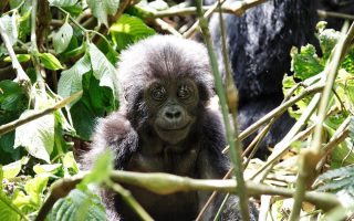 13 Days Rwanda Budget Wildlife & Primates tour