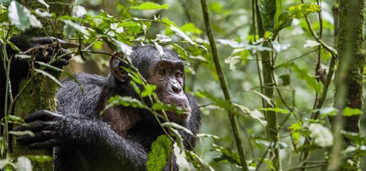4 Days Budongo Forest Birding & Chimpanzee Safari