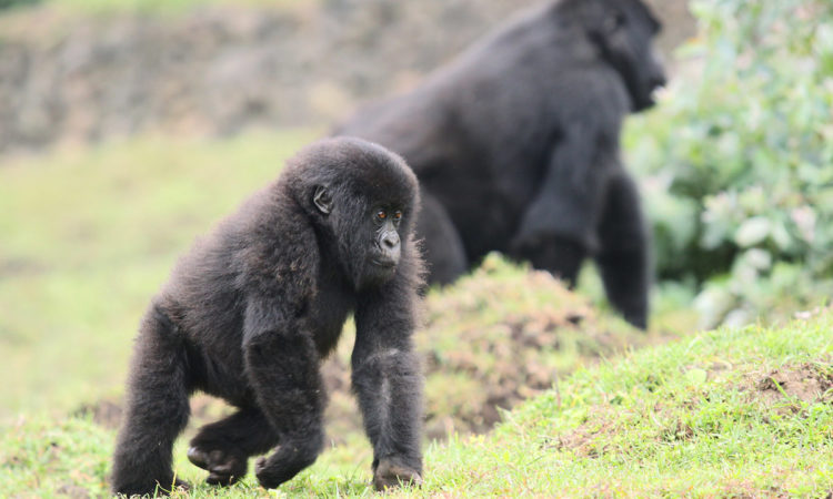 5 Days Rwanda Gorillas & Karisimbi Hike