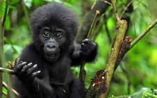 7 Days Best Rwanda & Congo Safari