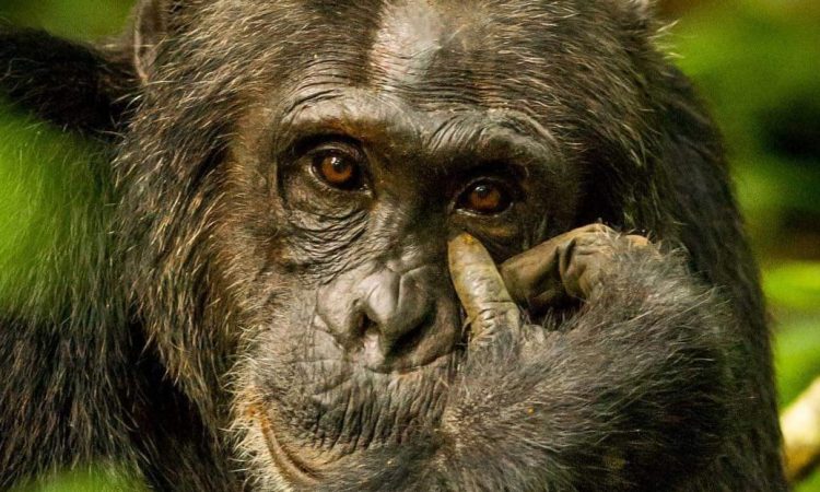 7 Days Uganda Wildlife & Chimpanzee Safari Tour  