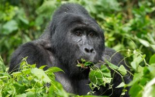 9 Days Uganda Wildlife & Primates tour