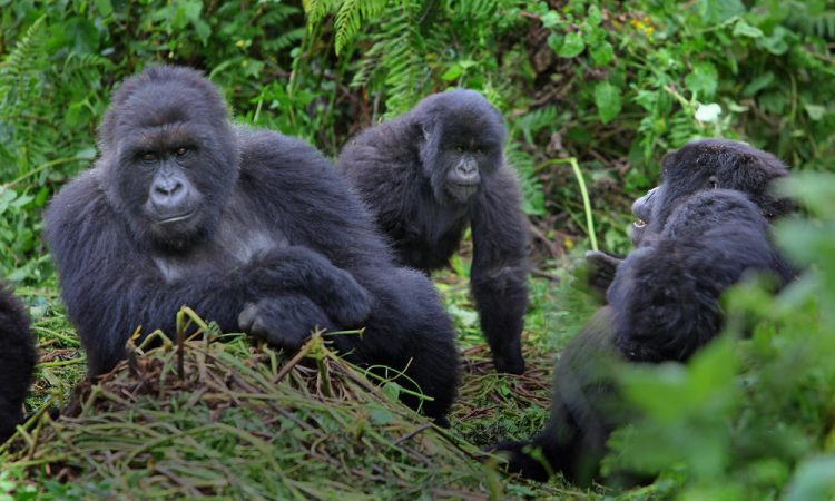 Habituated Mountain Gorilla Families in Bwindi