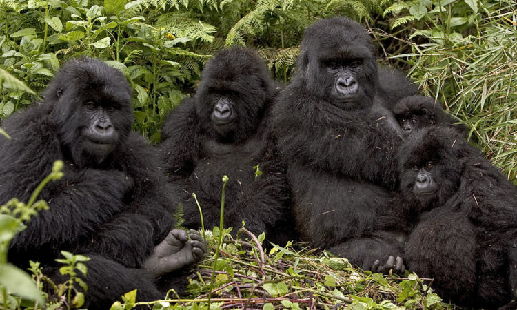 Habituated Mountain Gorilla Families in Bwindi
