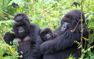 Role of Gorilla Trackers in Gorilla Trekking experience