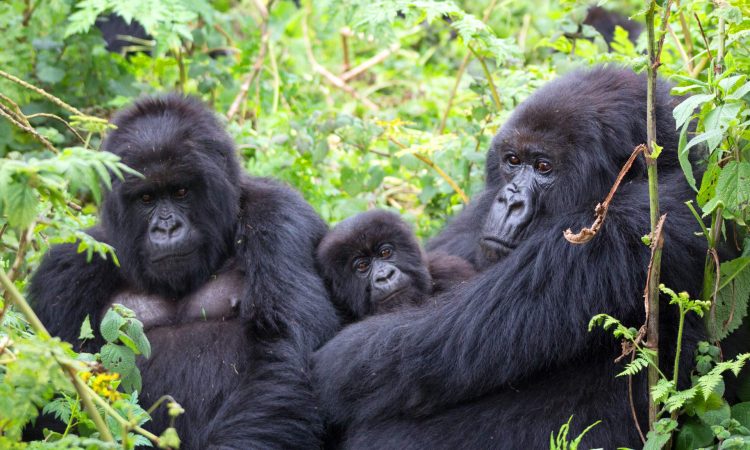Role of Gorilla Trackers in Gorilla Trekking experience