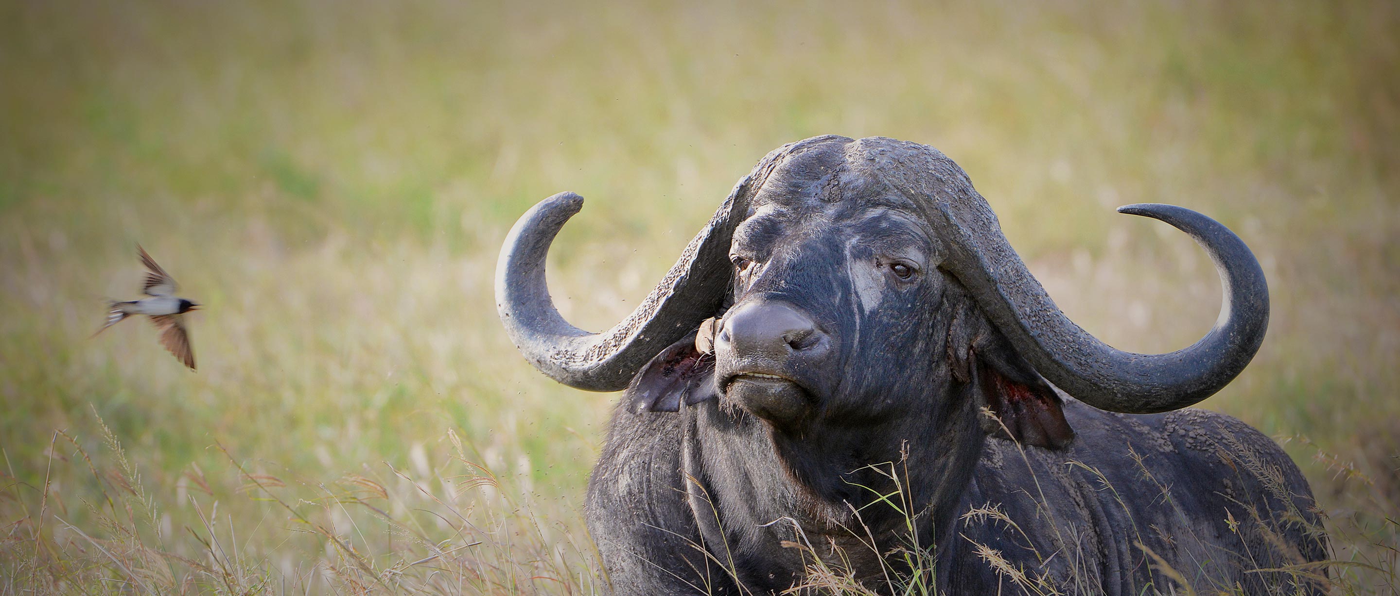 African Buffaloe