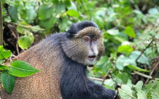 Where to See Golden Monkeys in Uganda & Facts
