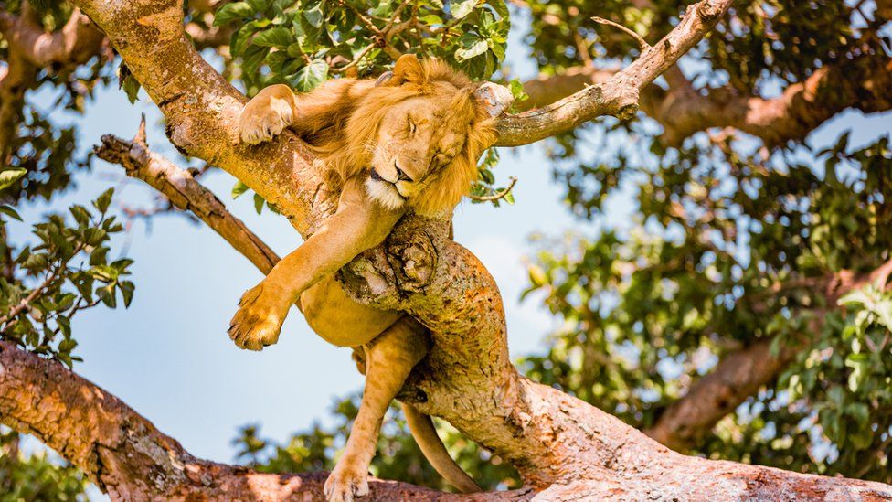 Lions in Uganda Parks