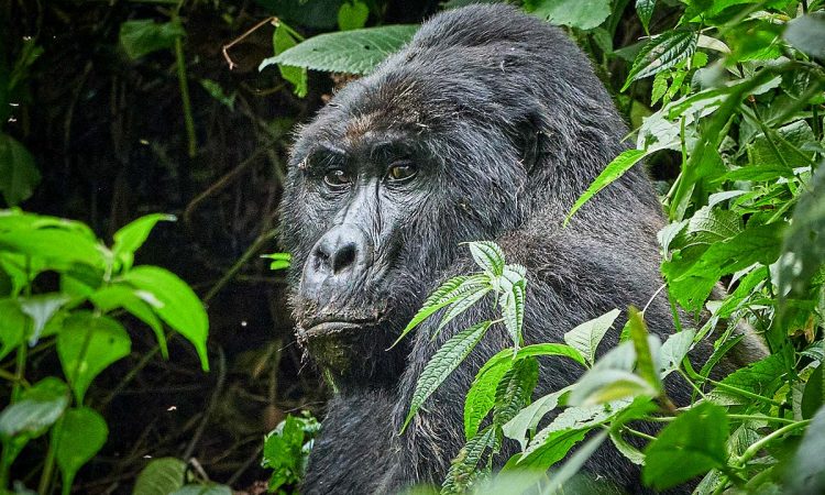 Gorilla trekking permits in Uganda 2022
