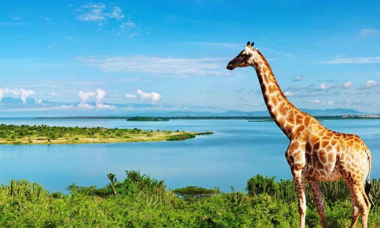 What are the interesting Facts about Uganda | Uganda Safaris Tours