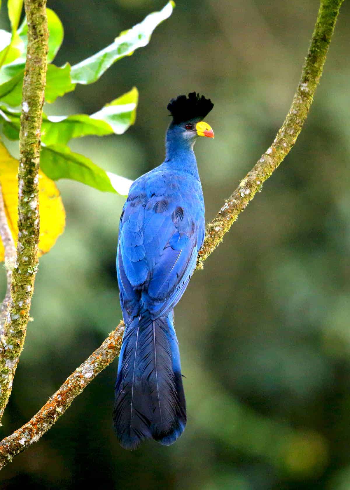 What is The Most Beautiful Bird in Uganda 
