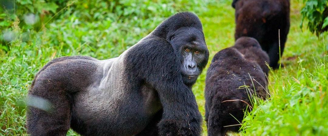 Mountain gorillas: Myths