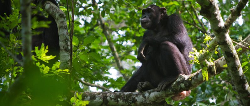 Chimpanzee tracking in Budongo forest 