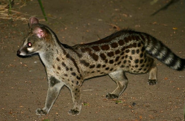 The Nocturnal Spotted Genets