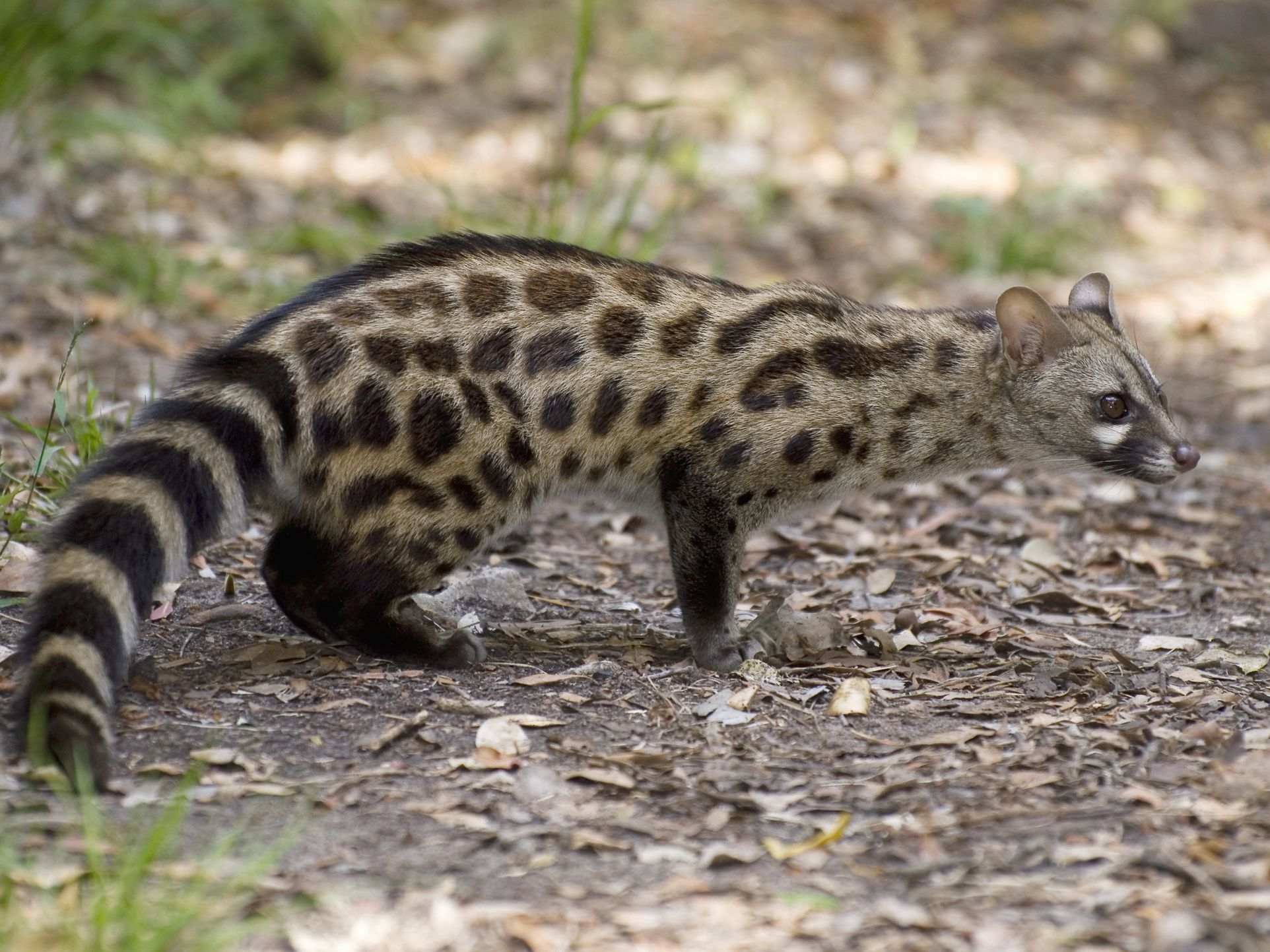 The Nocturnal Spotted Genets