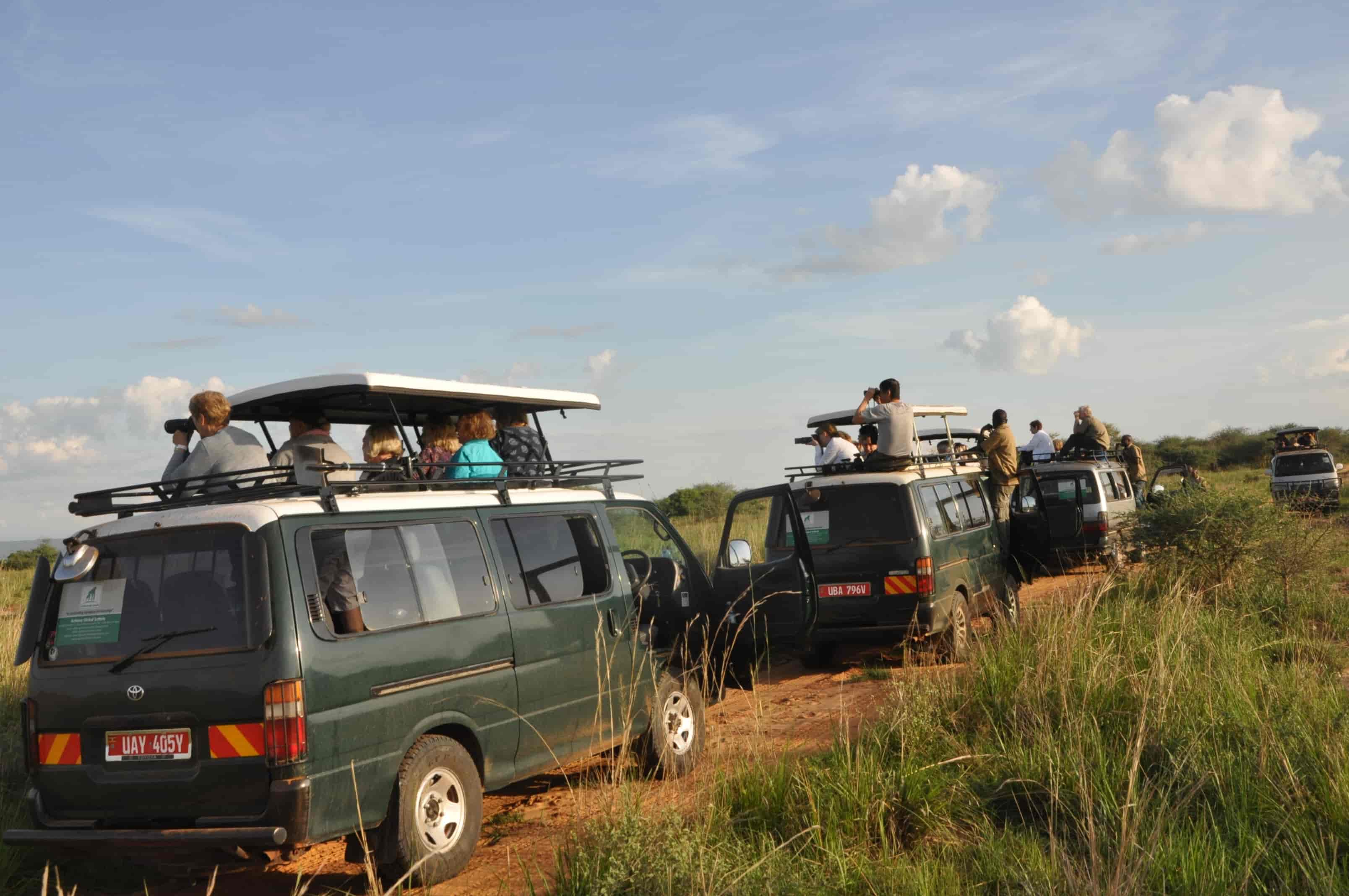 Budget safaris: pros and cons 