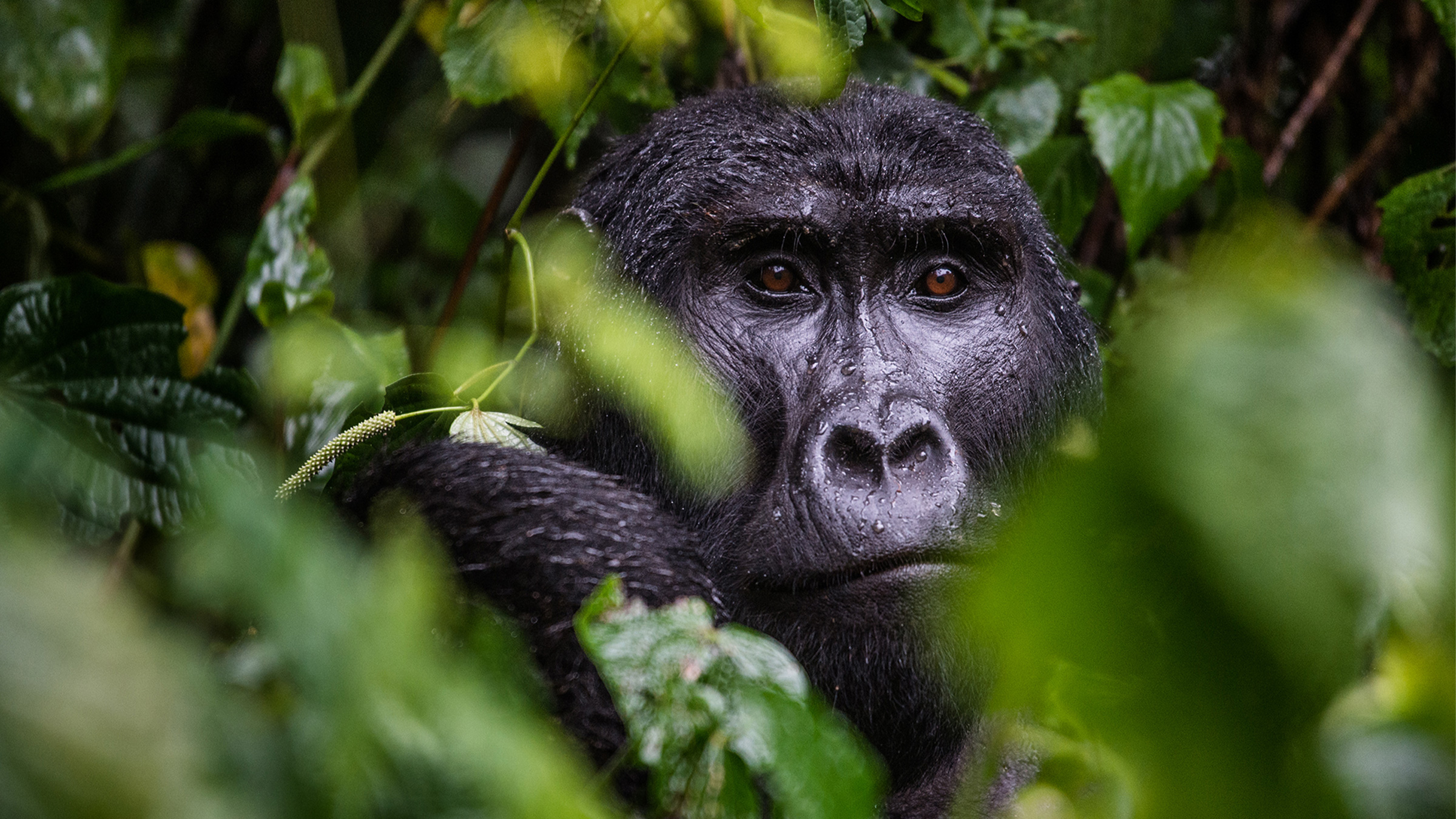 Which Country Between Rwanda And Uganda Is Best For Gorilla Trekking?