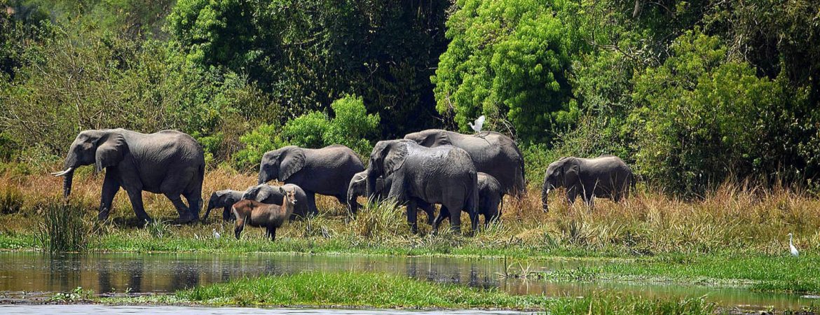 National Reserves in Uganda and their Attractions 