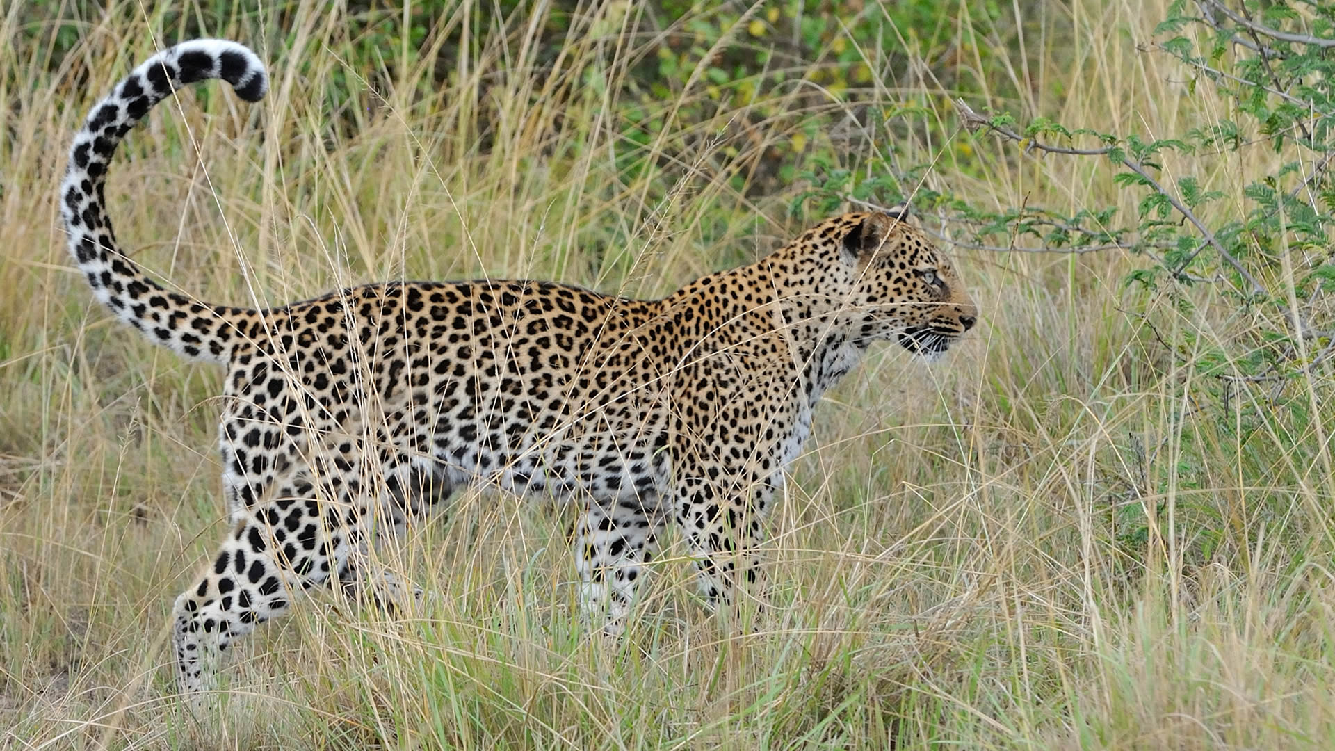 Top Rarest Wildlife in Uganda 