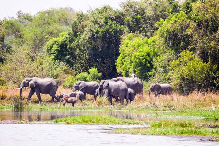 Top Visited Wildlife Reserve in Uganda