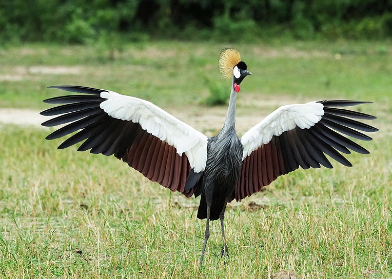 Karuma Wildlife Reserve Uganda