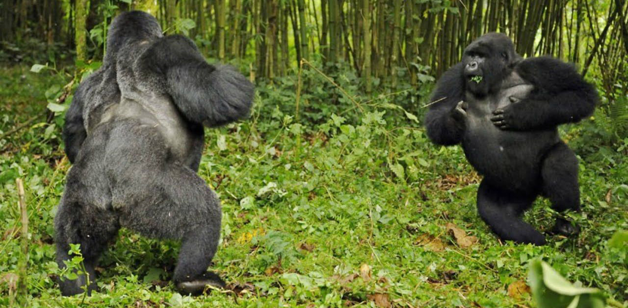 How Strong is a Mountain Gorilla?